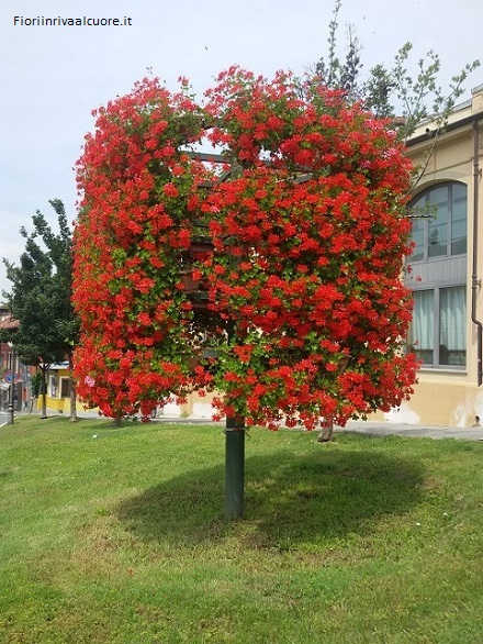 Un albero di gerani edera in Piemonte
