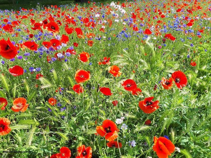 I Fiori del Parco Forlanini 2020